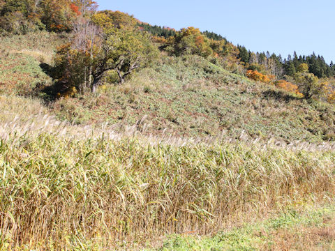 Miscanthus sacchariflorus