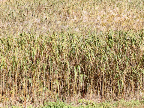 Miscanthus sacchariflorus