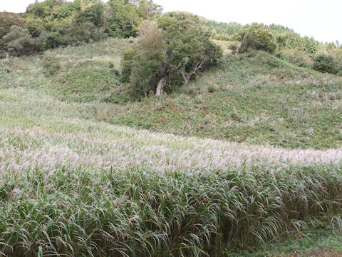 Miscanthus sacchariflorus