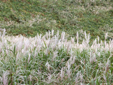 Miscanthus sacchariflorus