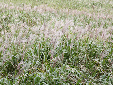 Miscanthus sacchariflorus