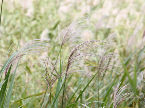 Miscanthus sacchariflorus