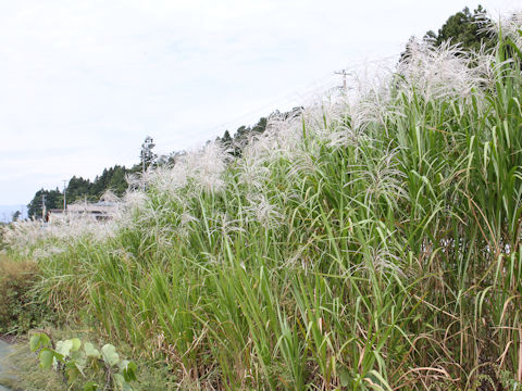 Miscanthus sacchariflorus