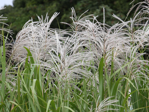 Miscanthus sacchariflorus