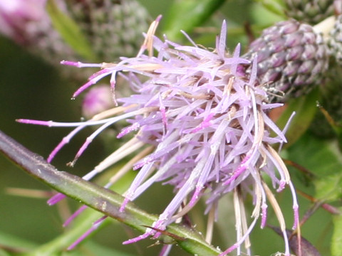 Cirsium microspicatum var. kiotoense