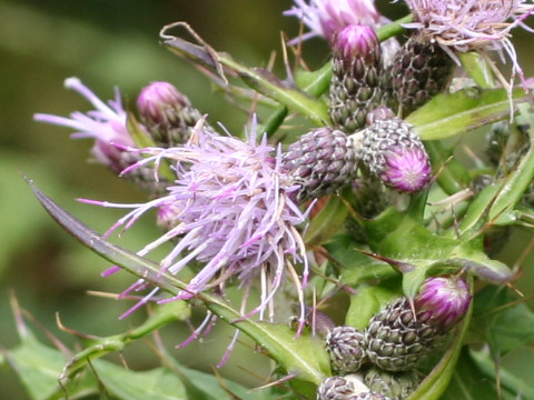 Cirsium microspicatum var. kiotoense