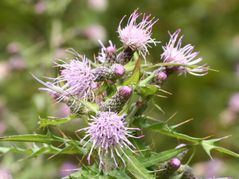 Cirsium microspicatum var. kiotoense