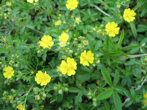 Potentilla sundaica var. robusta