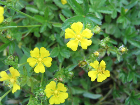 Potentilla sundaica var. robusta