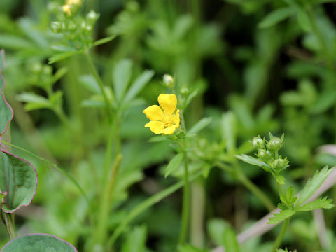 Potentilla sundaica var. robusta