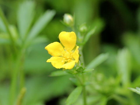 Potentilla sundaica var. robusta