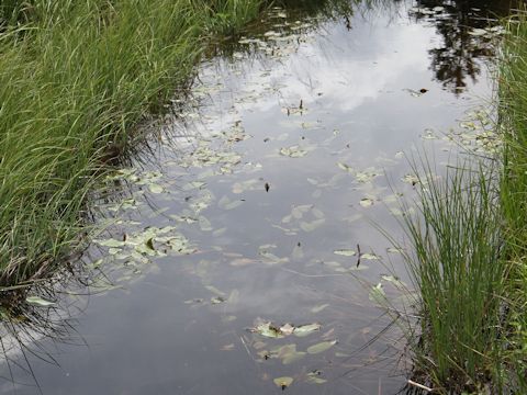 Potamogeton natans