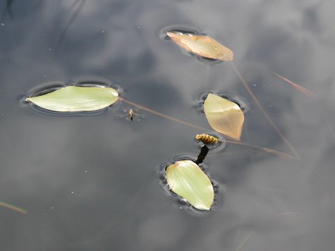 Potamogeton natans