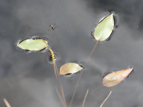 Potamogeton natans