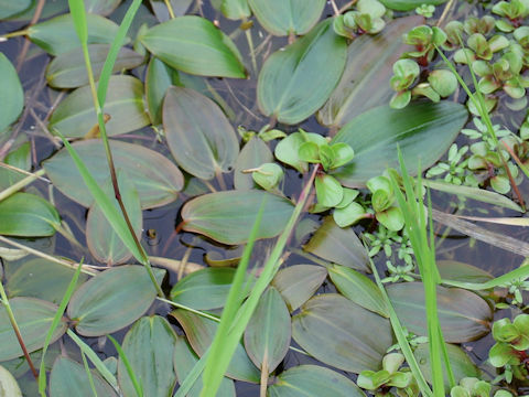 Potamogeton natans