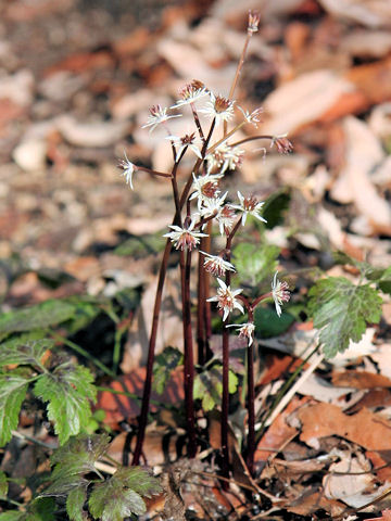 Coptis japonica