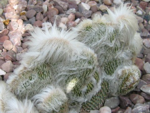 Espostoa lanata f. cristata