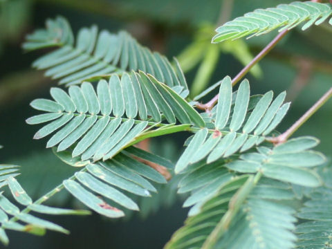 Mimosa pudica