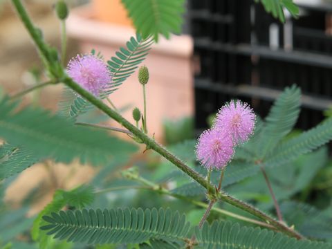 Mimosa pudica