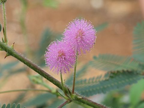 Mimosa pudica