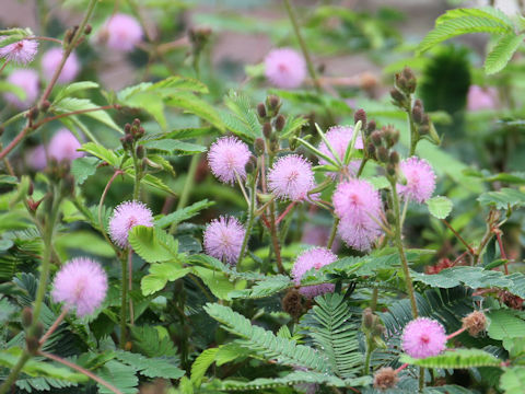 Mimosa pudica