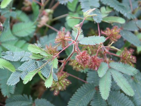 Mimosa pudica