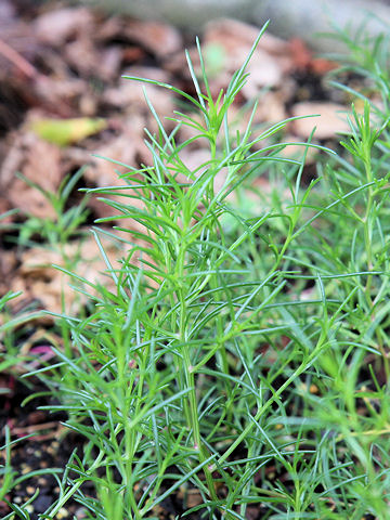 Salsola komarovii