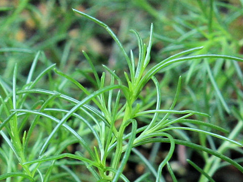 Salsola komarovii