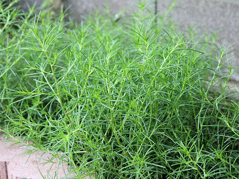 Salsola komarovii