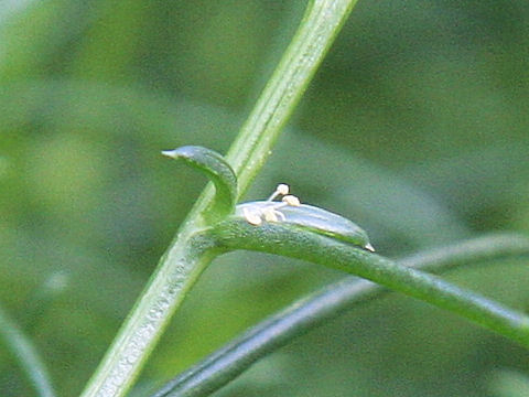 Salsola komarovii