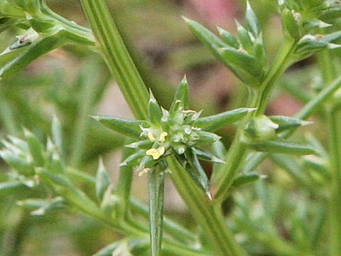 Salsola komarovii