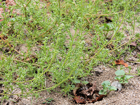 Salsola komarovii