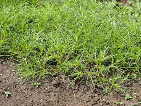 Salsola komarovii