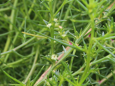 Salsola komarovii