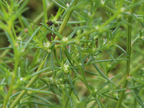 Salsola komarovii