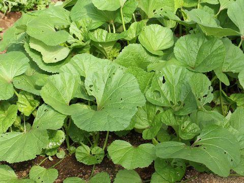 Malva verticillata var. crispa