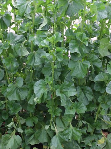 Malva verticillata var. crispa