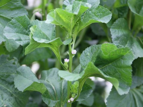 Malva verticillata var. crispa