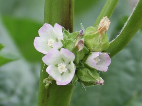 Malva verticillata var. crispa