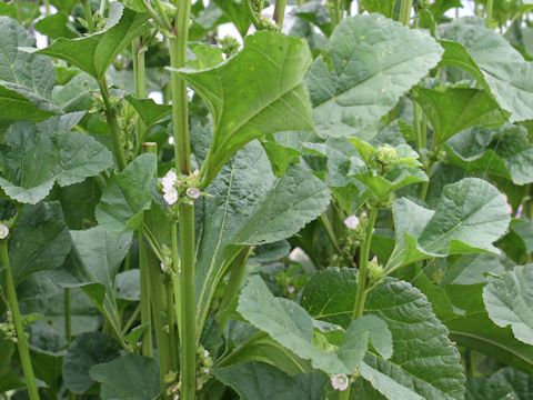 Malva verticillata var. crispa