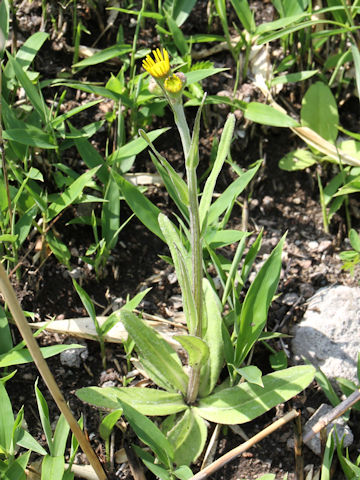 Senecio integrifolius ssp. fauriei