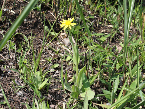 Senecio integrifolius ssp. fauriei