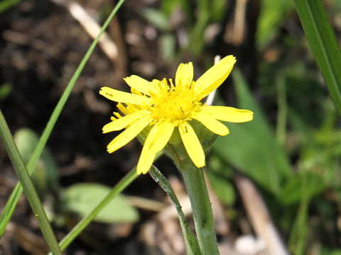 Senecio integrifolius ssp. fauriei