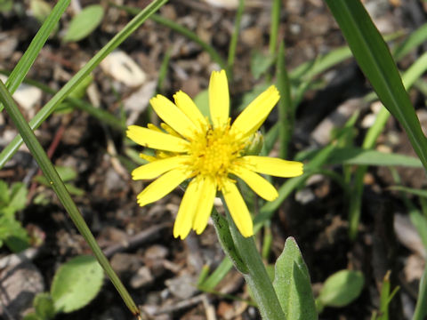 Senecio integrifolius ssp. fauriei