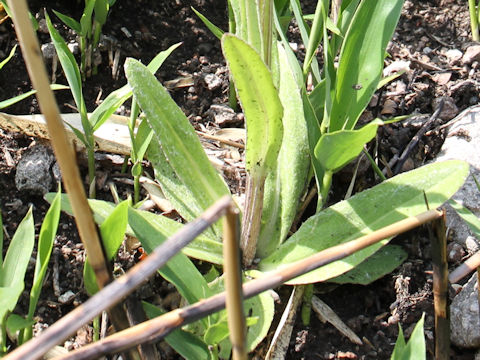 Senecio integrifolius ssp. fauriei