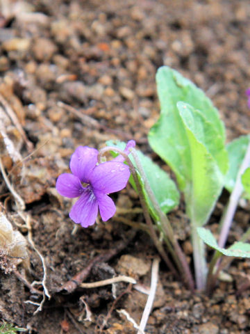 Viola phalacrocarpa f. glaberrima