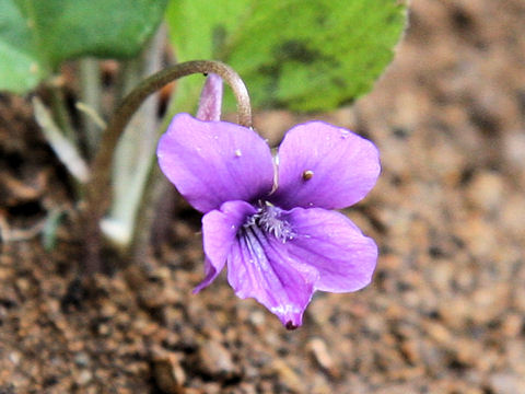 Viola phalacrocarpa f. glaberrima