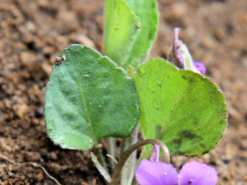 Viola phalacrocarpa f. glaberrima