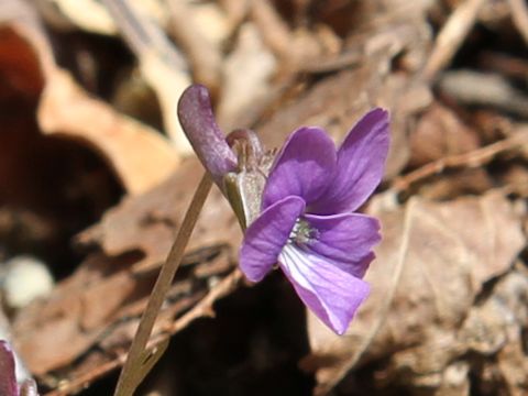 Viola phalacrocarpa f. glaberrima