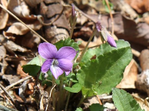 Viola phalacrocarpa f. glaberrima